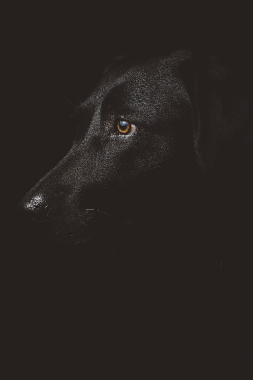 black, dog, profile-1869685.jpg